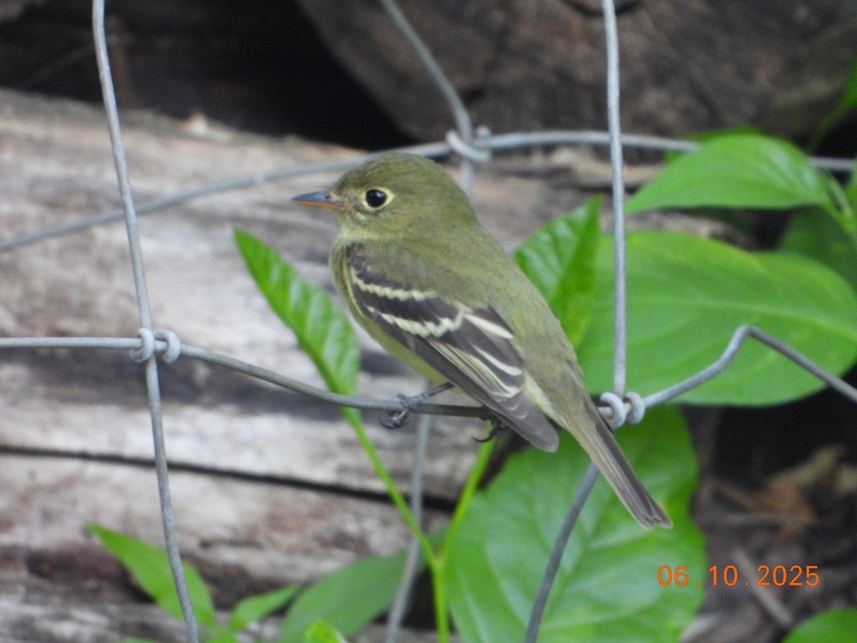 Yellow-bellied Flycatcher - ML638068548
