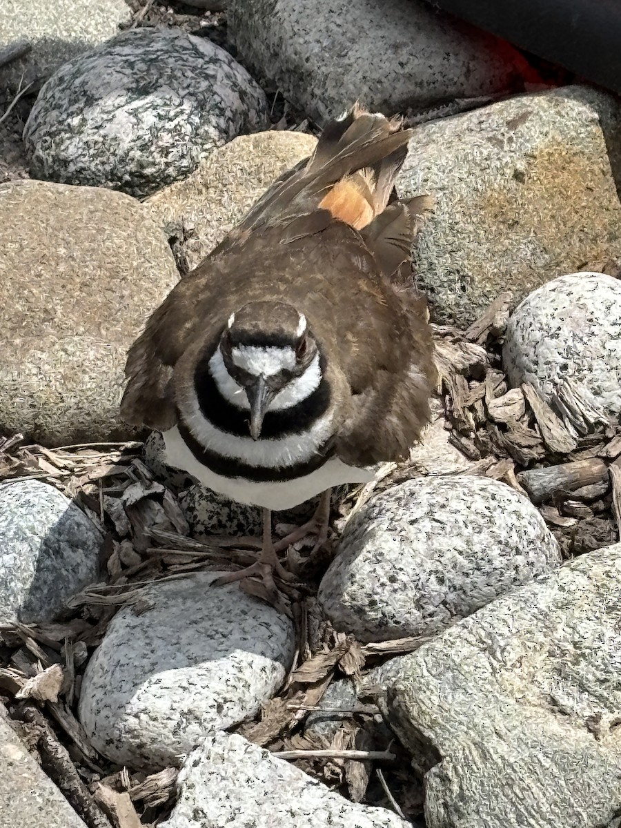 Kildir txirritxoa - ML638068574