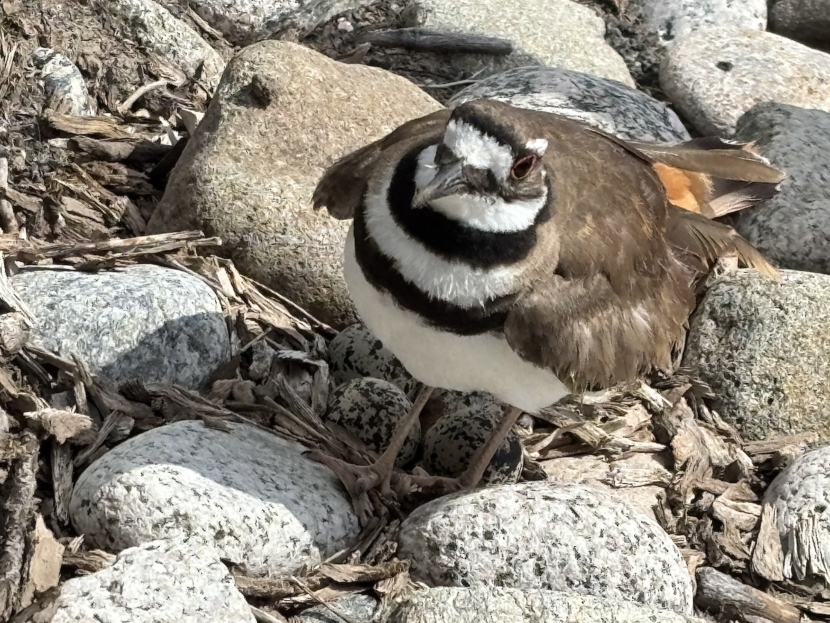 Kildir txirritxoa - ML638068575