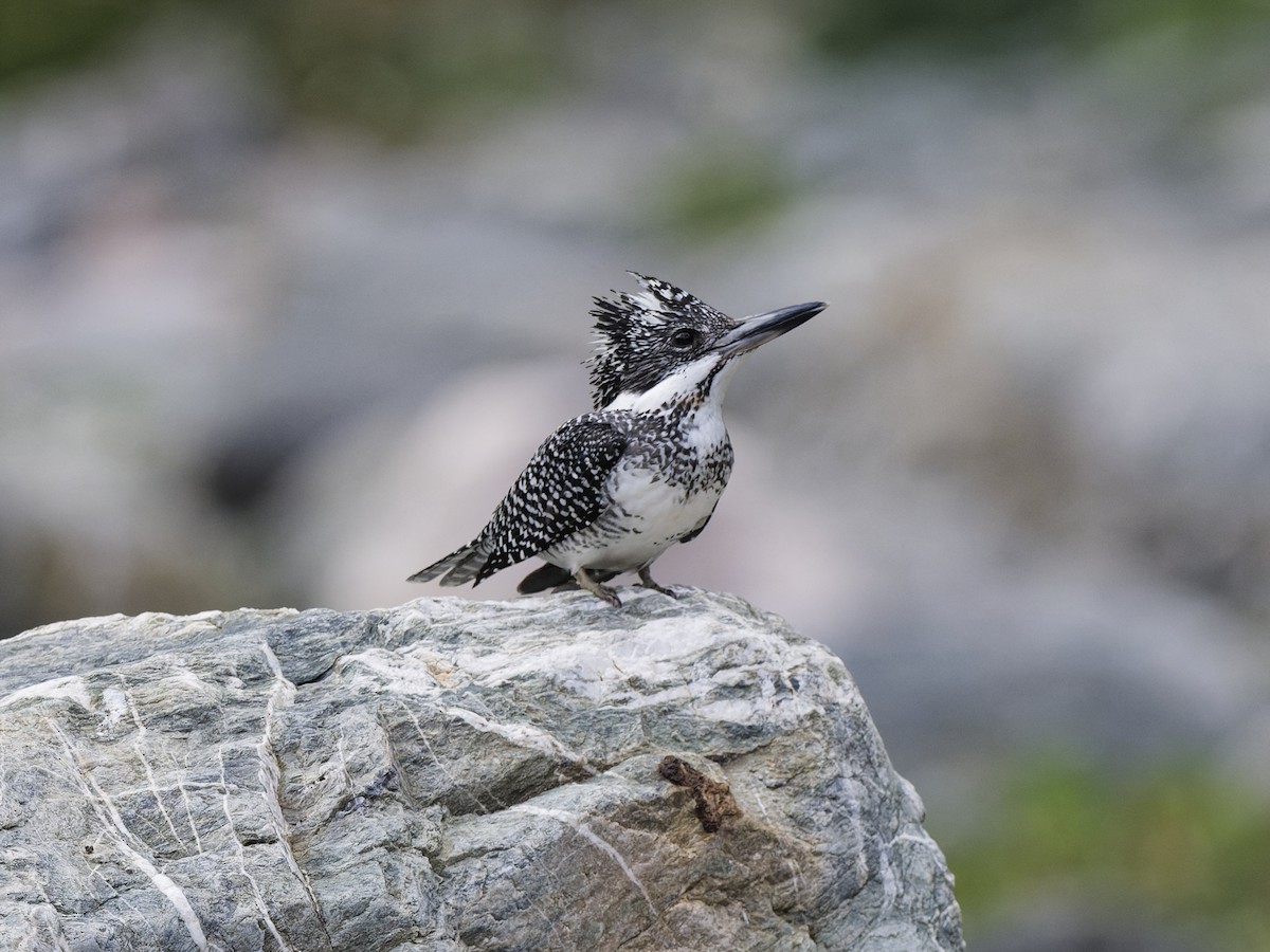 Crested Kingfisher - ML638068602