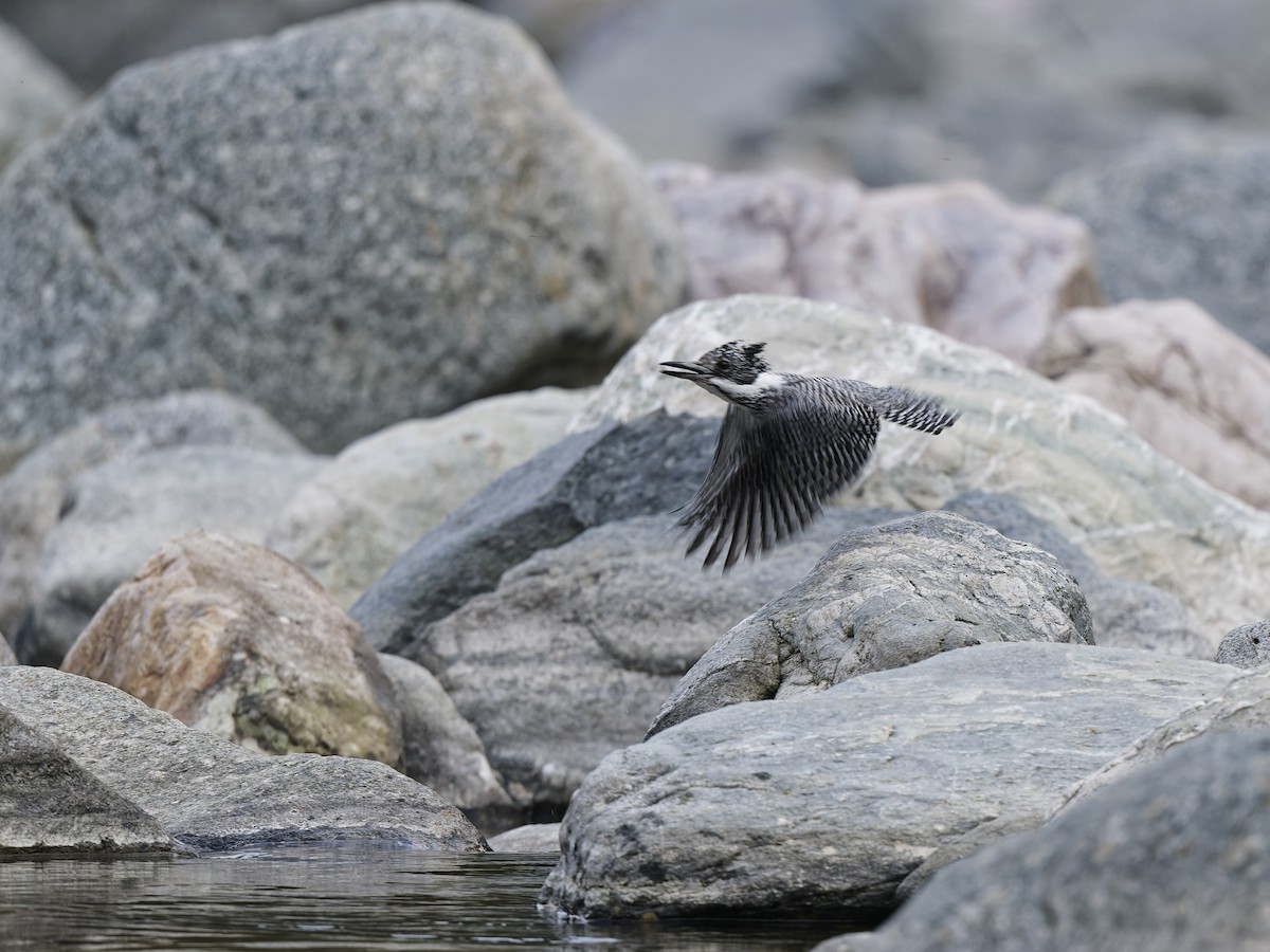 Crested Kingfisher - ML638068607
