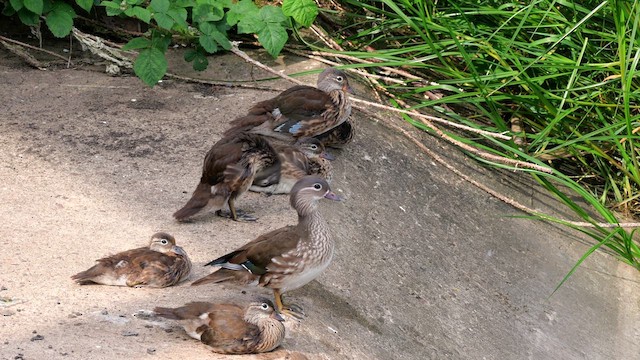 Mandarin Duck - ML638068637