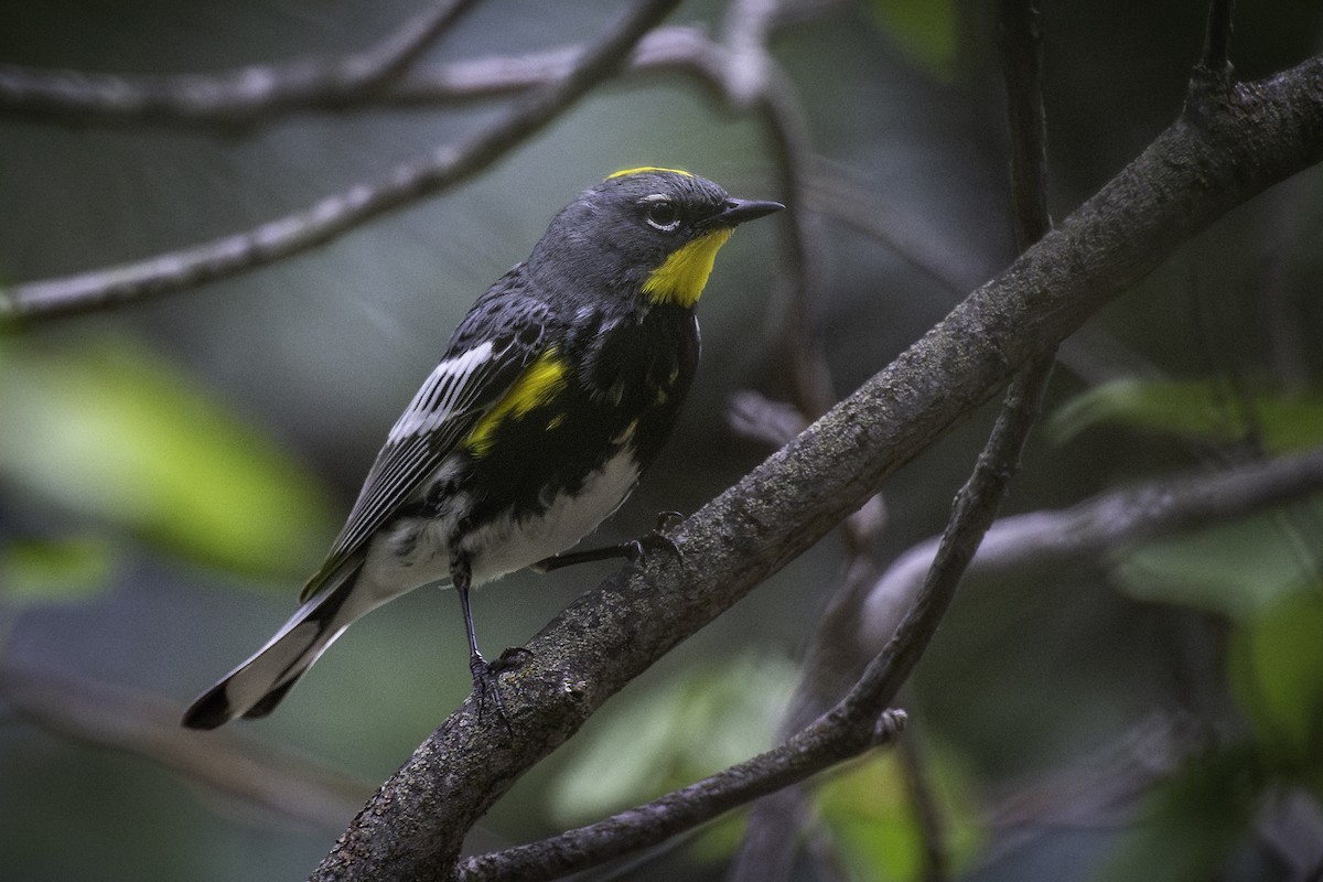 Yellow-rumped Warbler - ML638068646