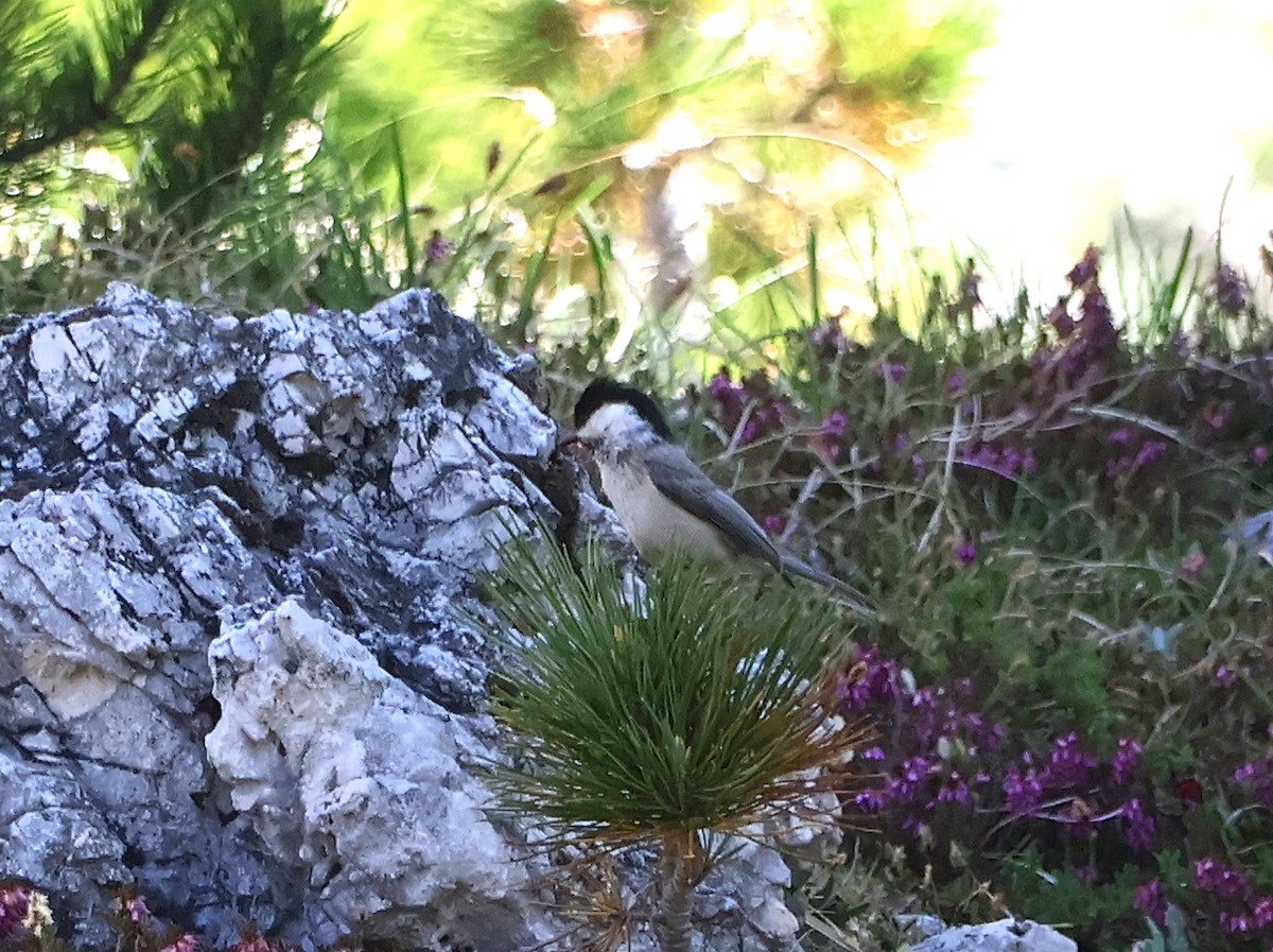 Willow Tit - ML638068647