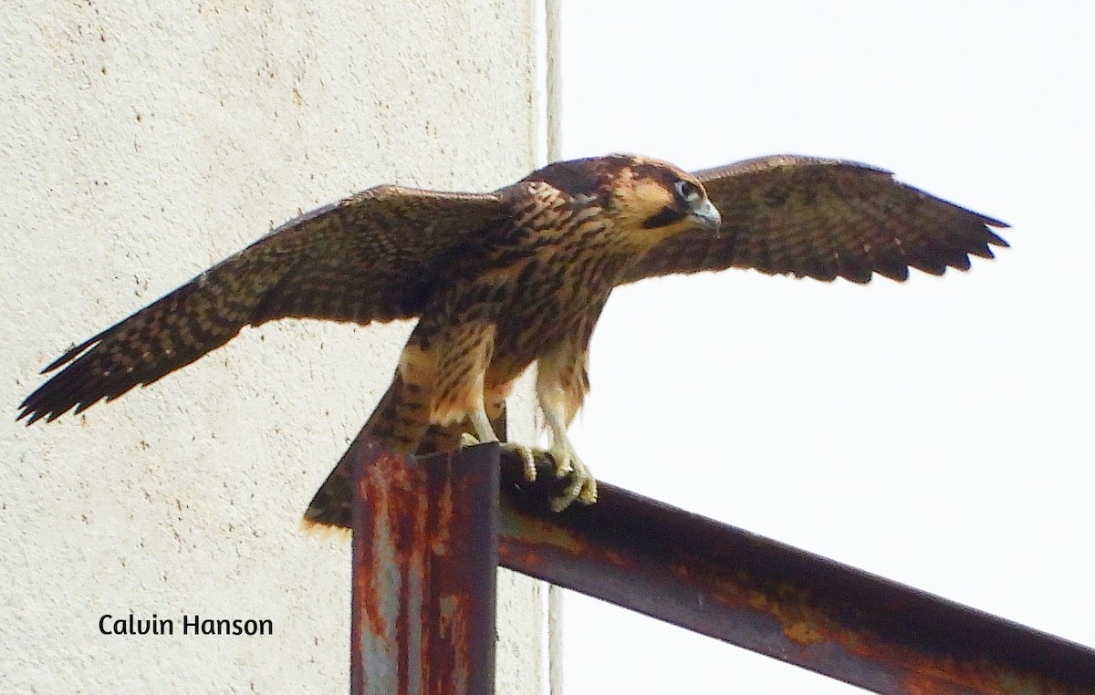 Peregrine Falcon - ML638068648