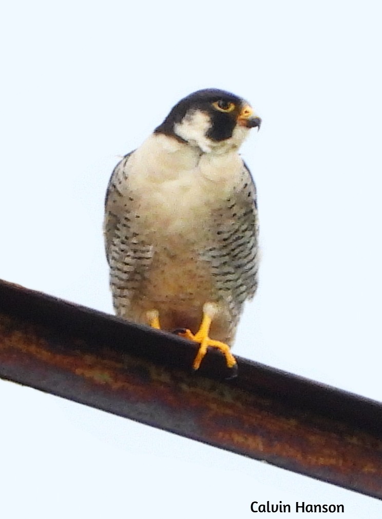 Peregrine Falcon - ML638068656