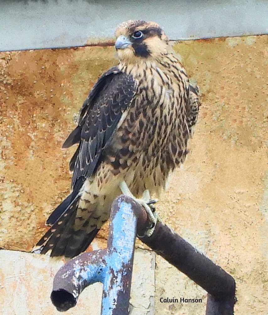 Peregrine Falcon - ML638068663