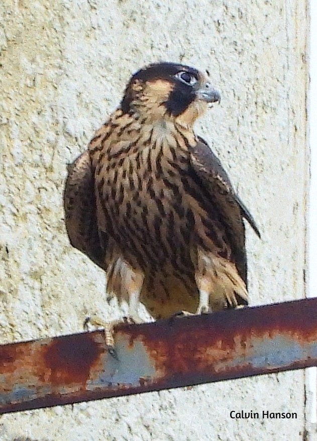 Peregrine Falcon - ML638068676