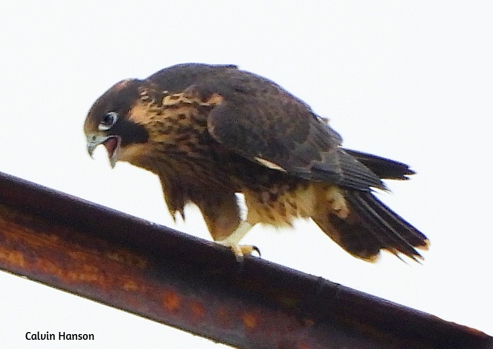 Peregrine Falcon - ML638068683