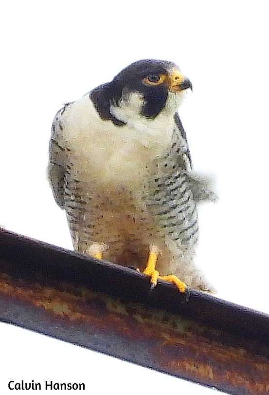 Peregrine Falcon - ML638068687