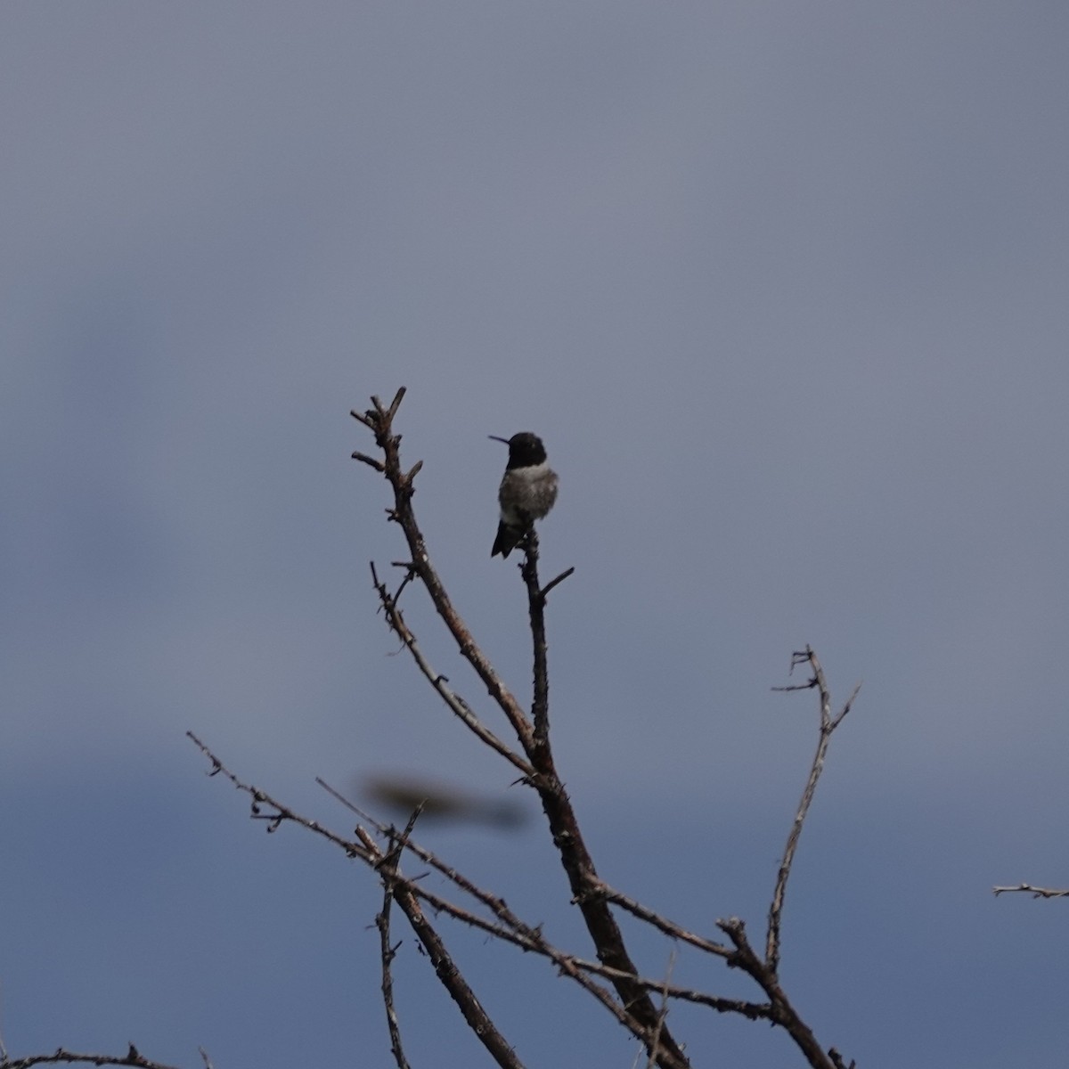 Black-chinned Hummingbird - ML638068773