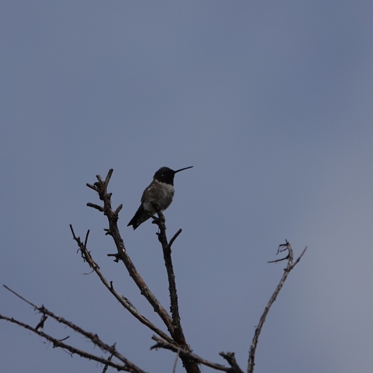 Black-chinned Hummingbird - ML638068774