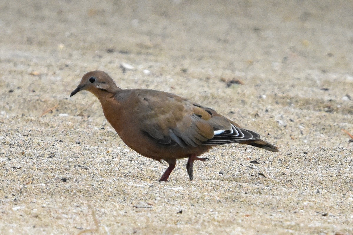 Zenaida Dove - ML638068777