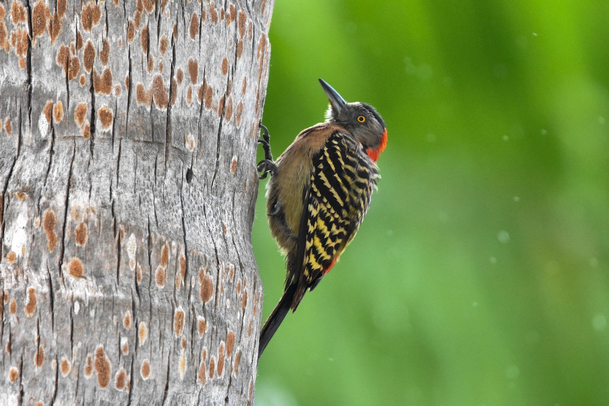 Hispaniolan Woodpecker - ML638068782