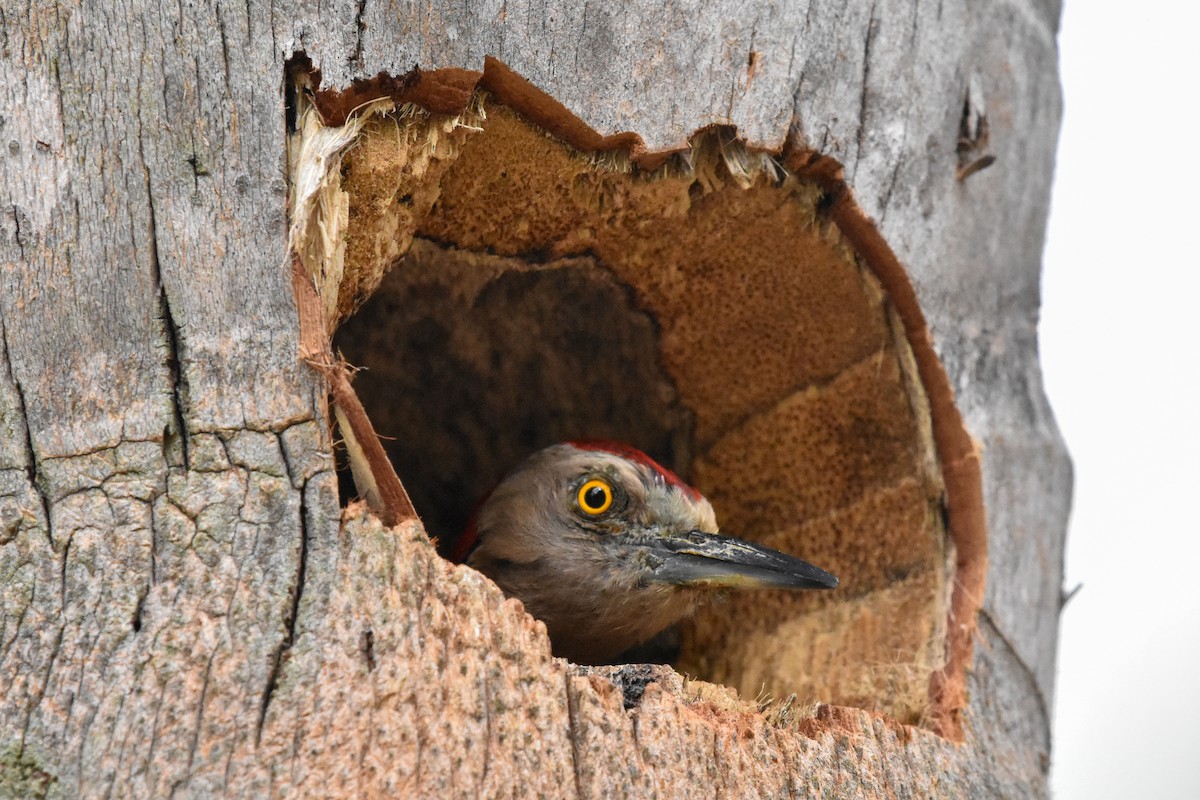 Hispaniolan Woodpecker - ML638068783