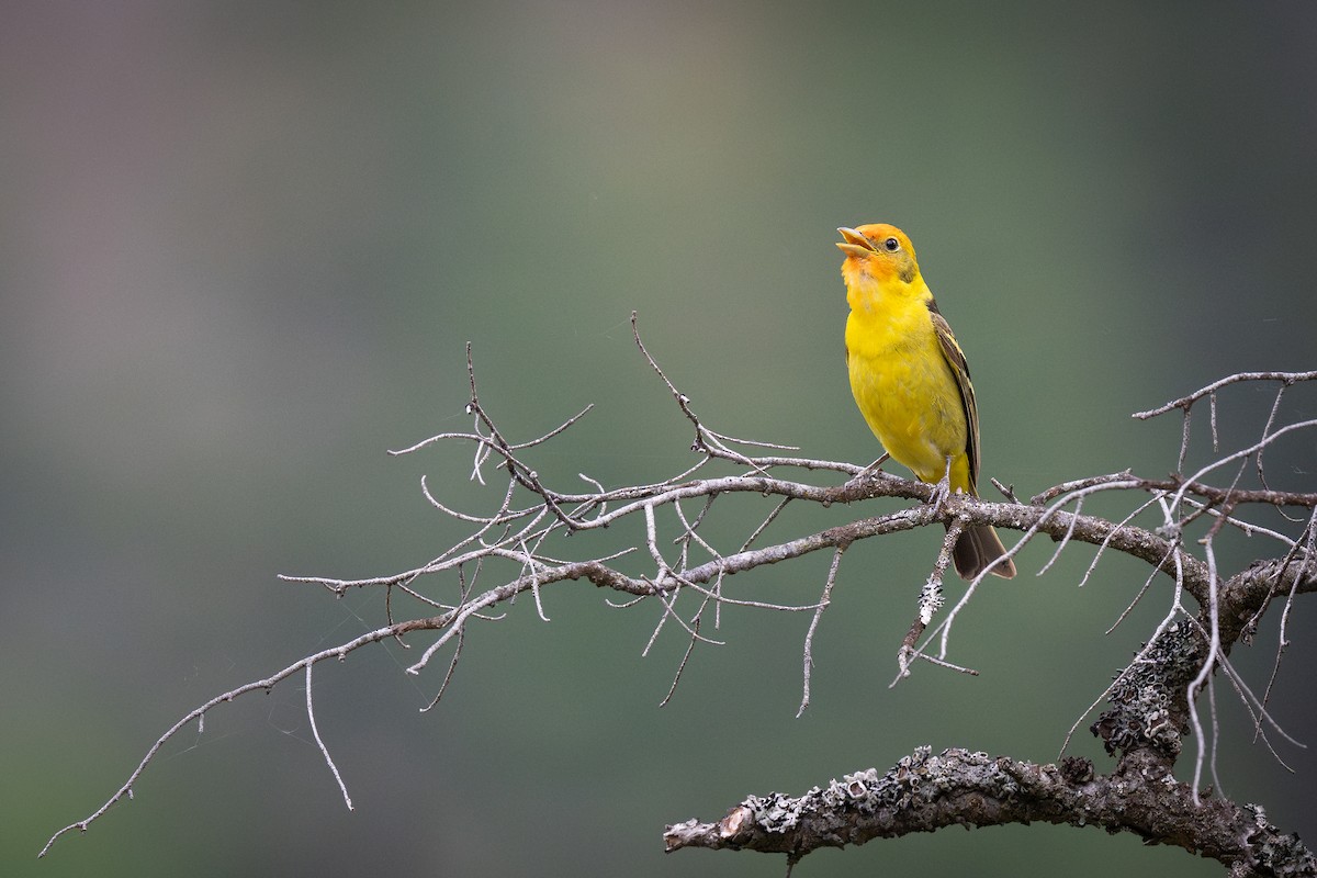 Western Tanager - ML638068785