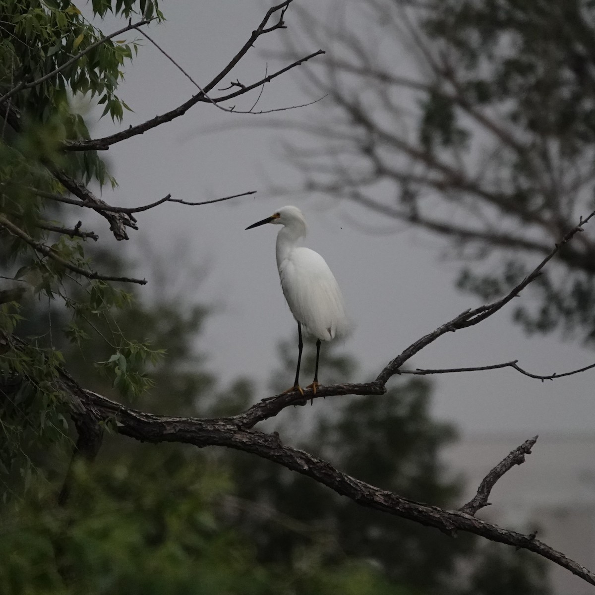 Snowy Egret - ML638068792