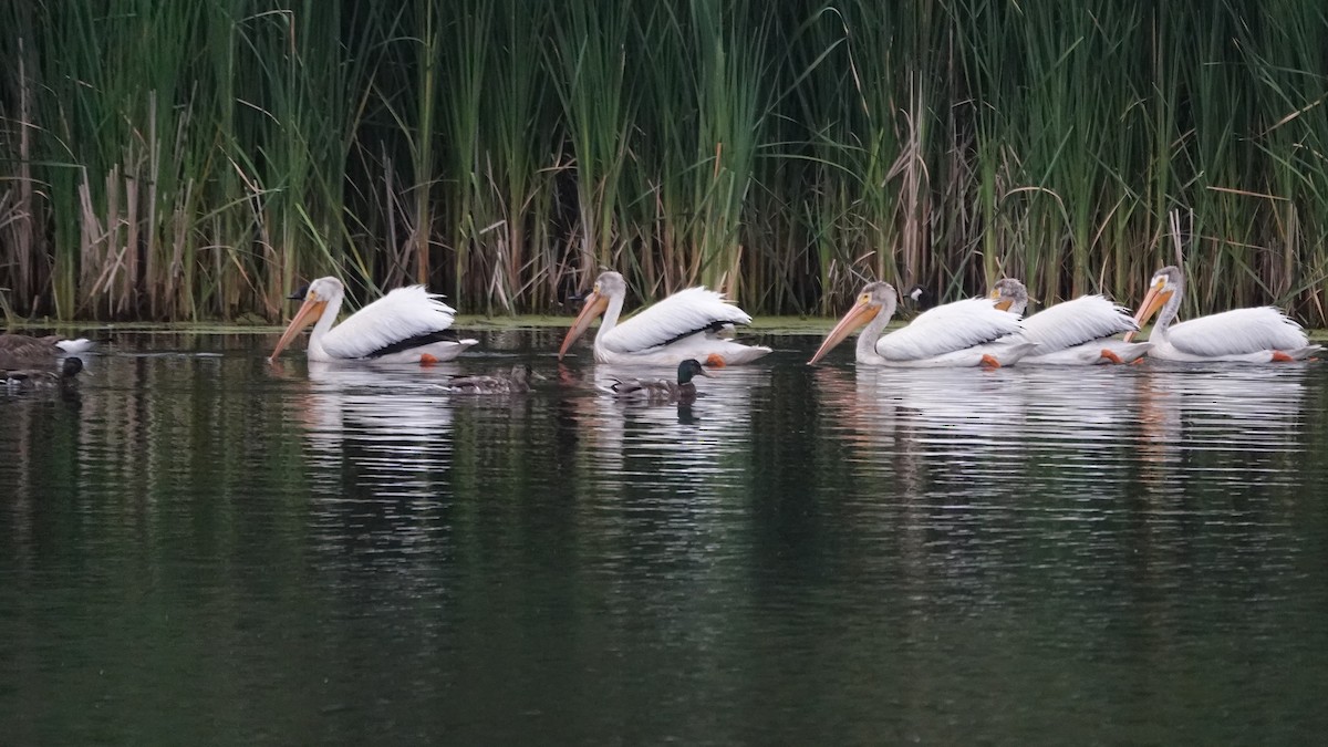 American White Pelican - ML638068799