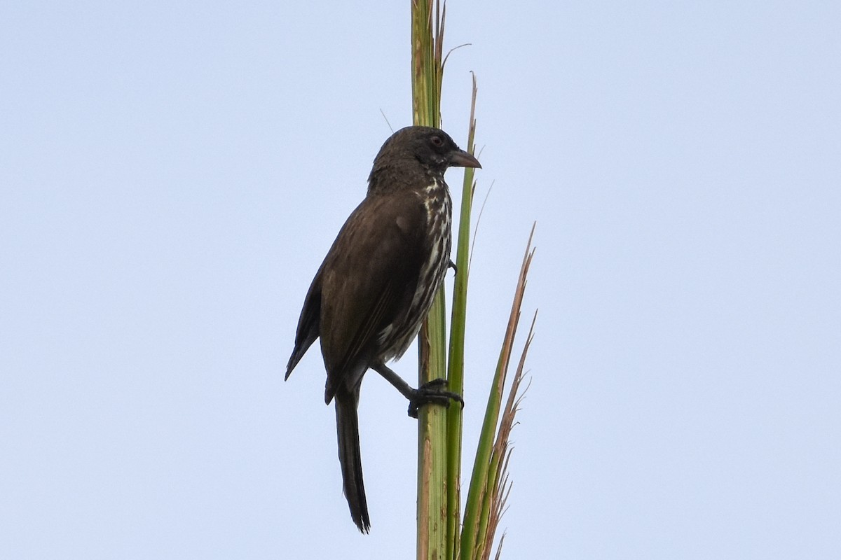 Palmchat - ML638068809
