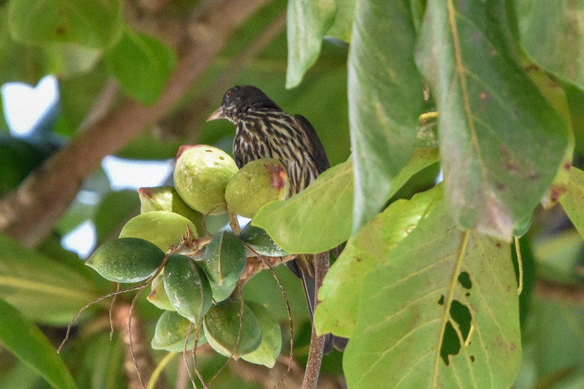Palmchat - ML638068810