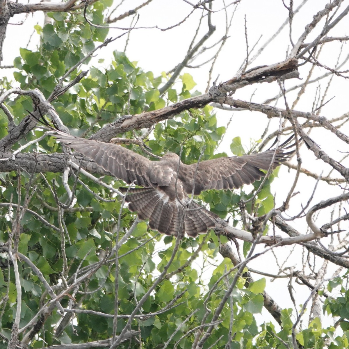 Swainson's Hawk - ML638068811