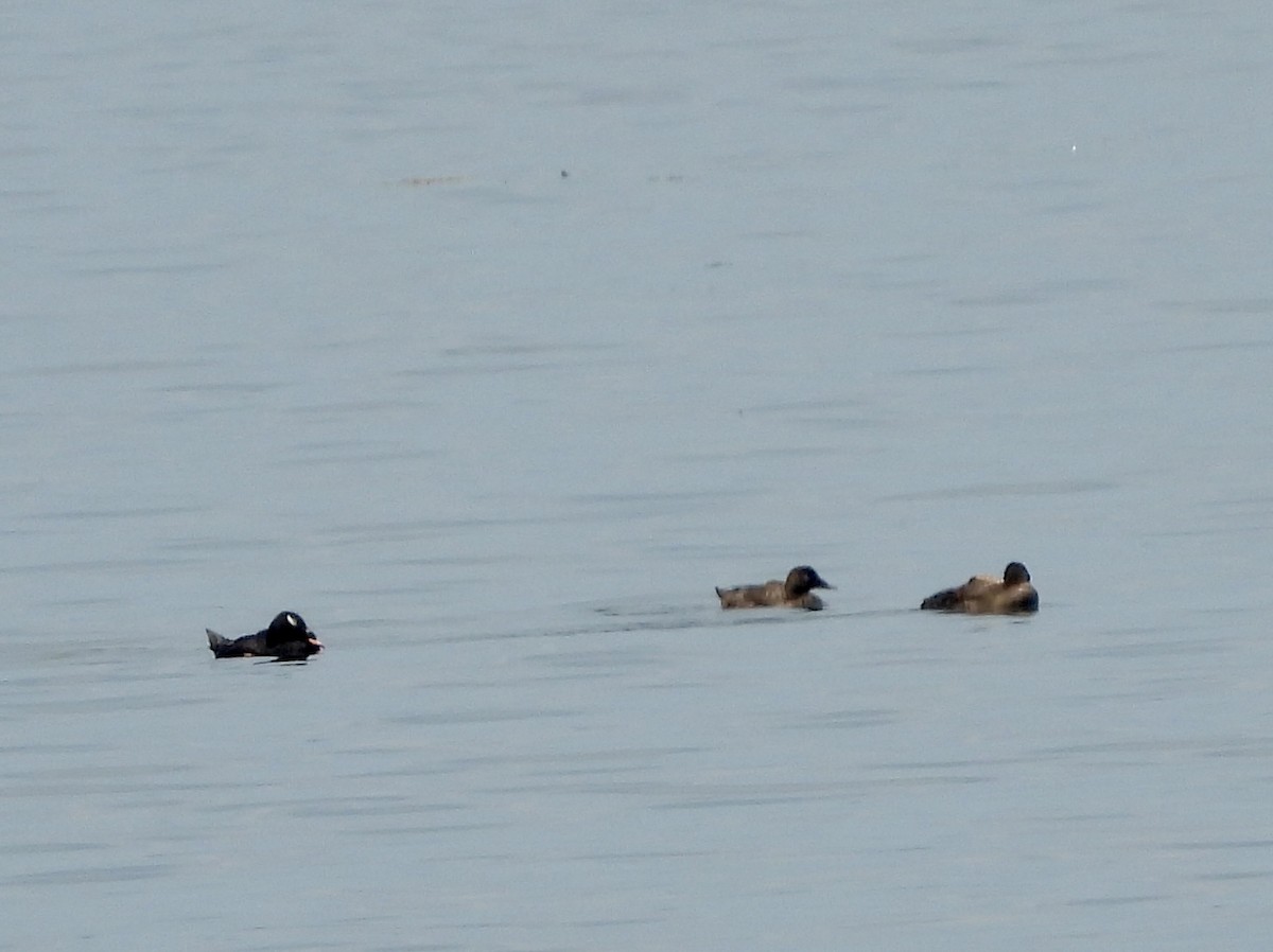 White-winged Scoter - ML638068820