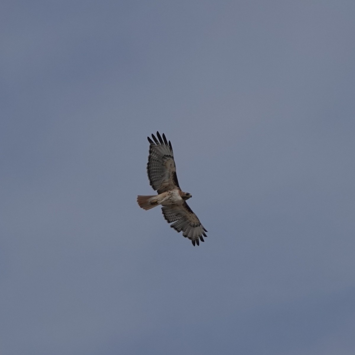 Red-tailed Hawk - ML638068824