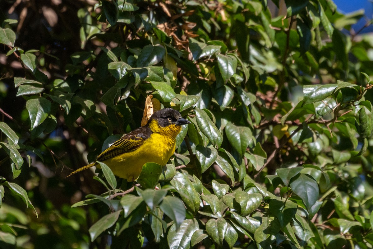 Baglafecht Weaver - ML638068825