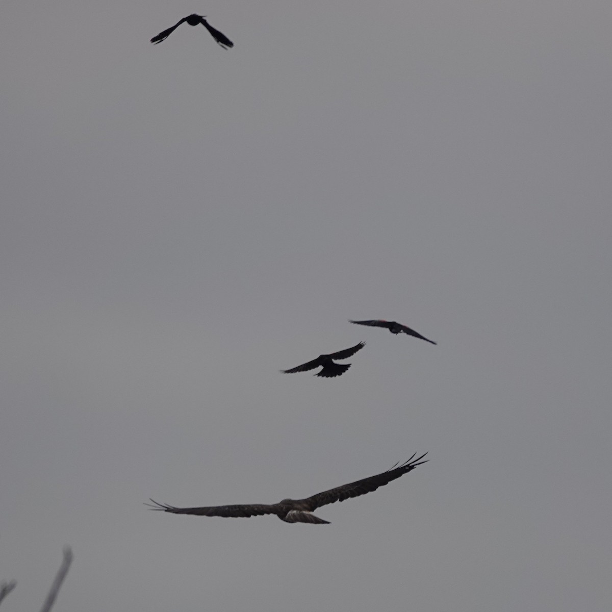 Swainson's Hawk - ML638068830