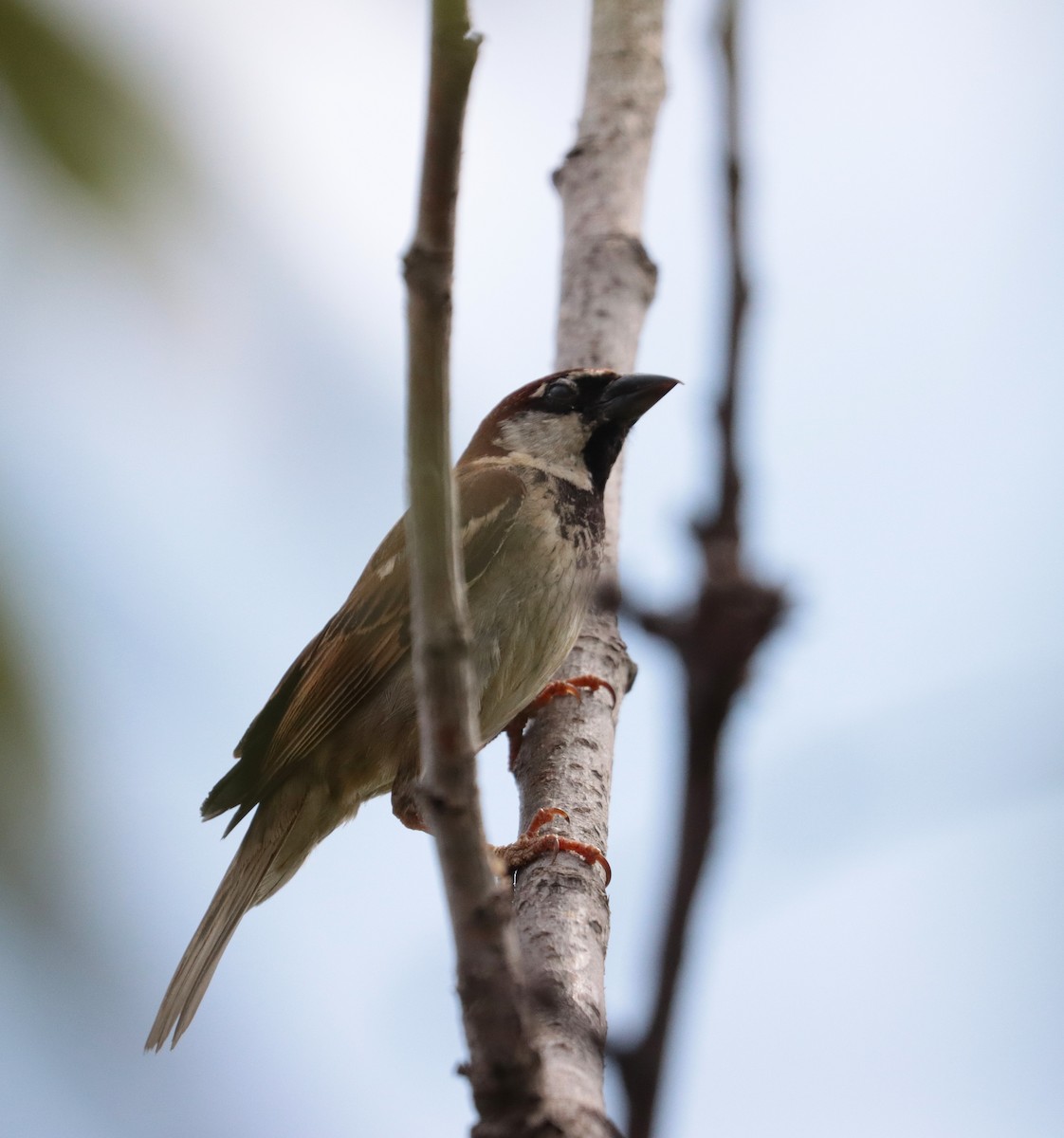 Italian Sparrow - ML638068843