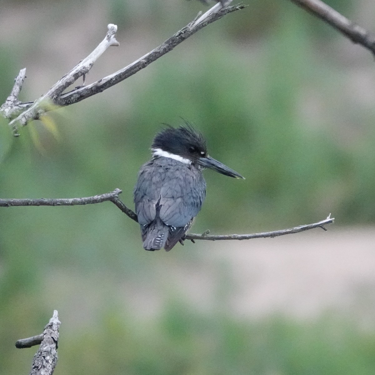 Belted Kingfisher - ML638068851