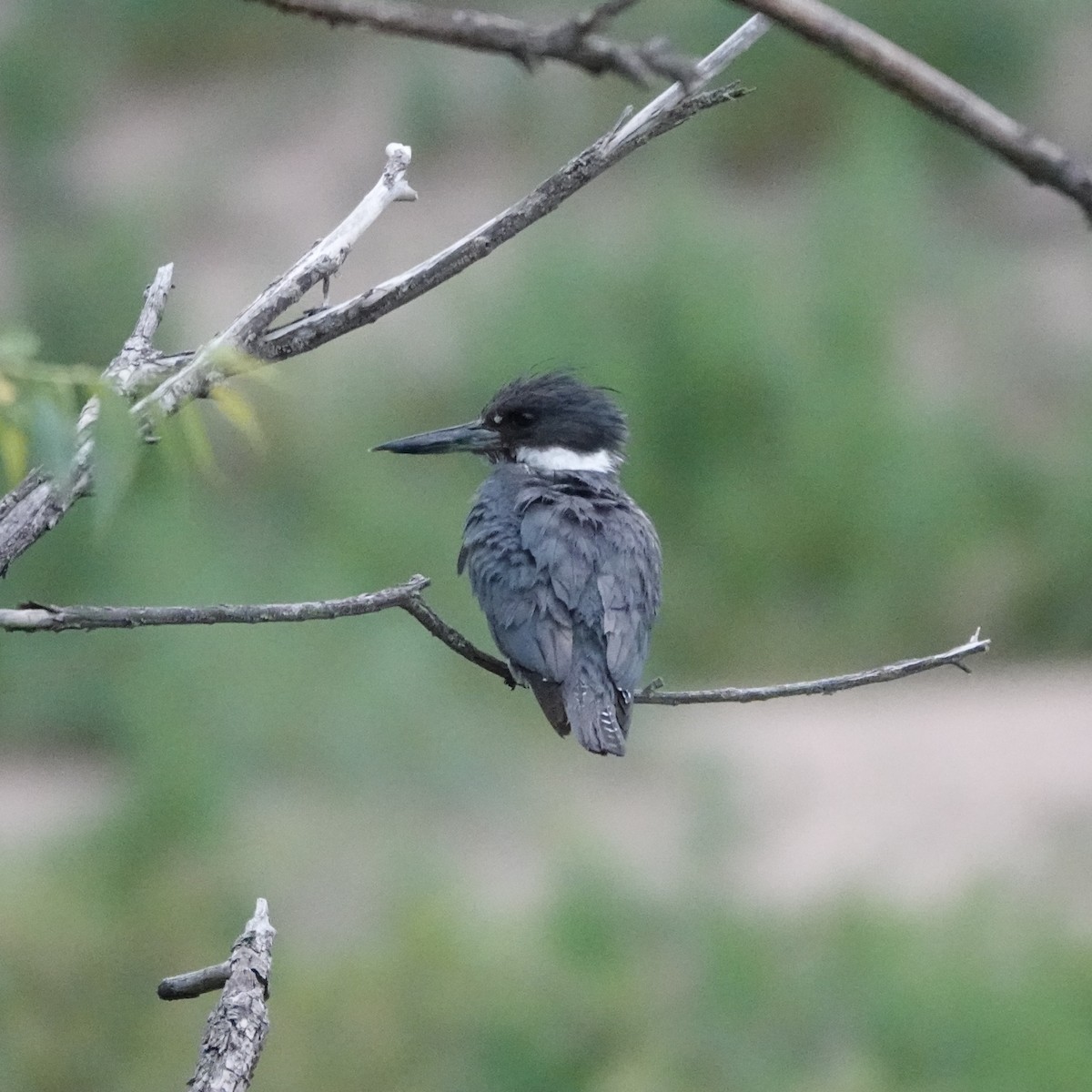 Belted Kingfisher - ML638068853