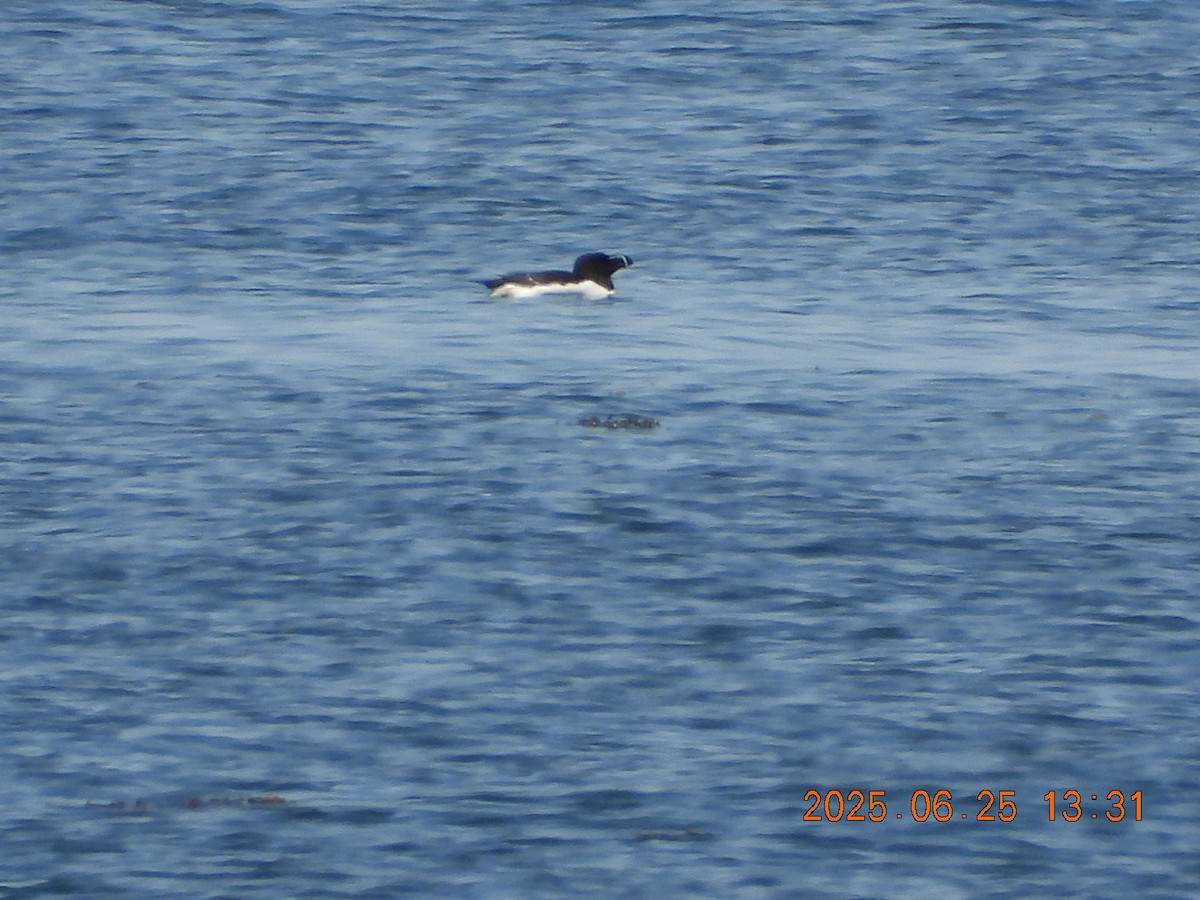 Razorbill - ML638068863
