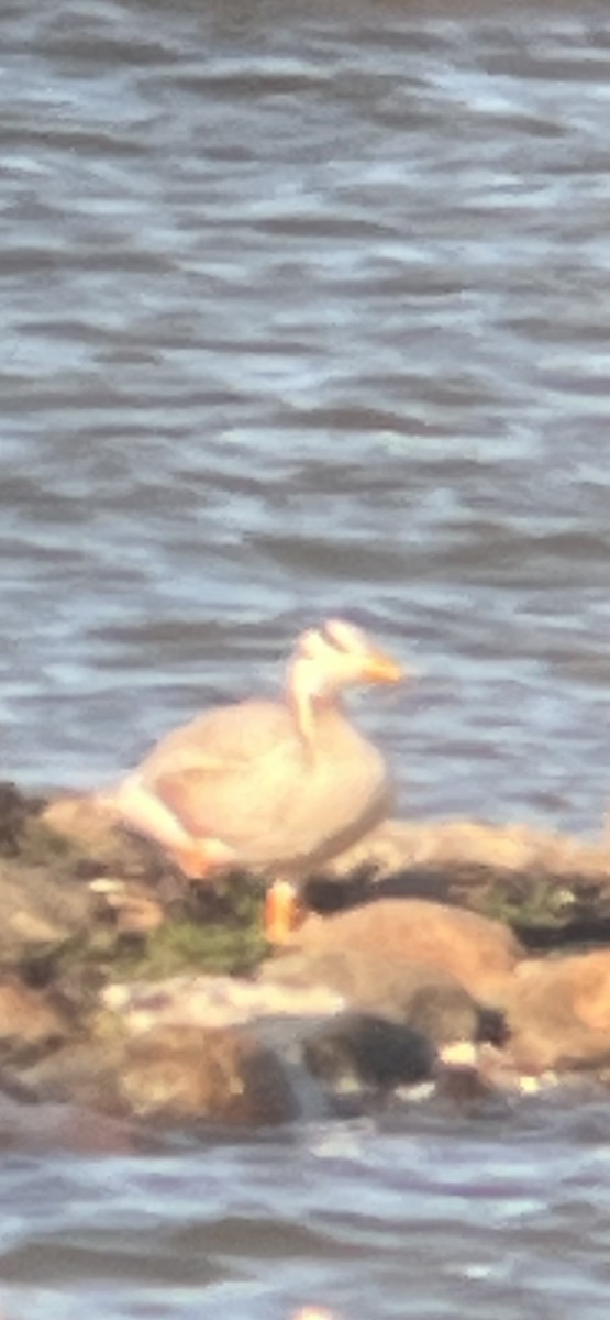 Bar-headed Goose - ML638068864