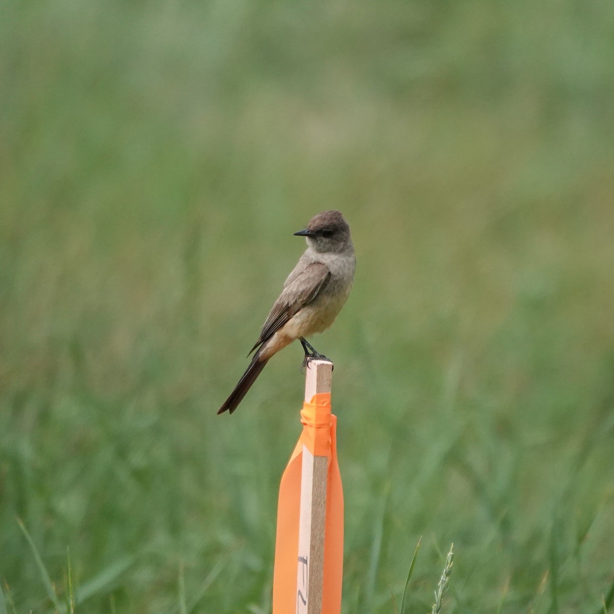 Say's Phoebe - ML638068869