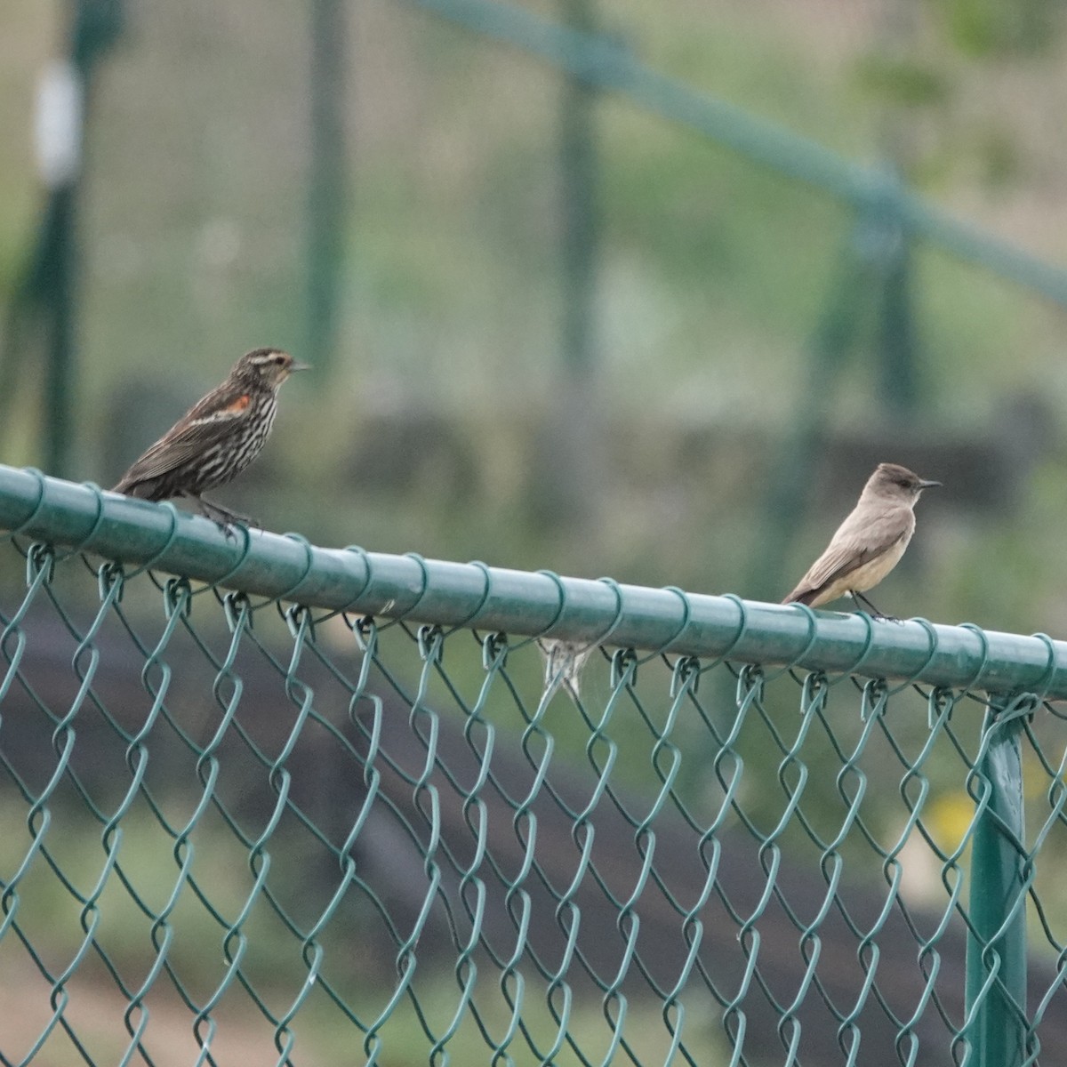 Say's Phoebe - ML638068870
