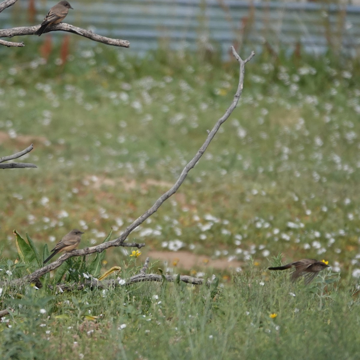 Say's Phoebe - ML638068871