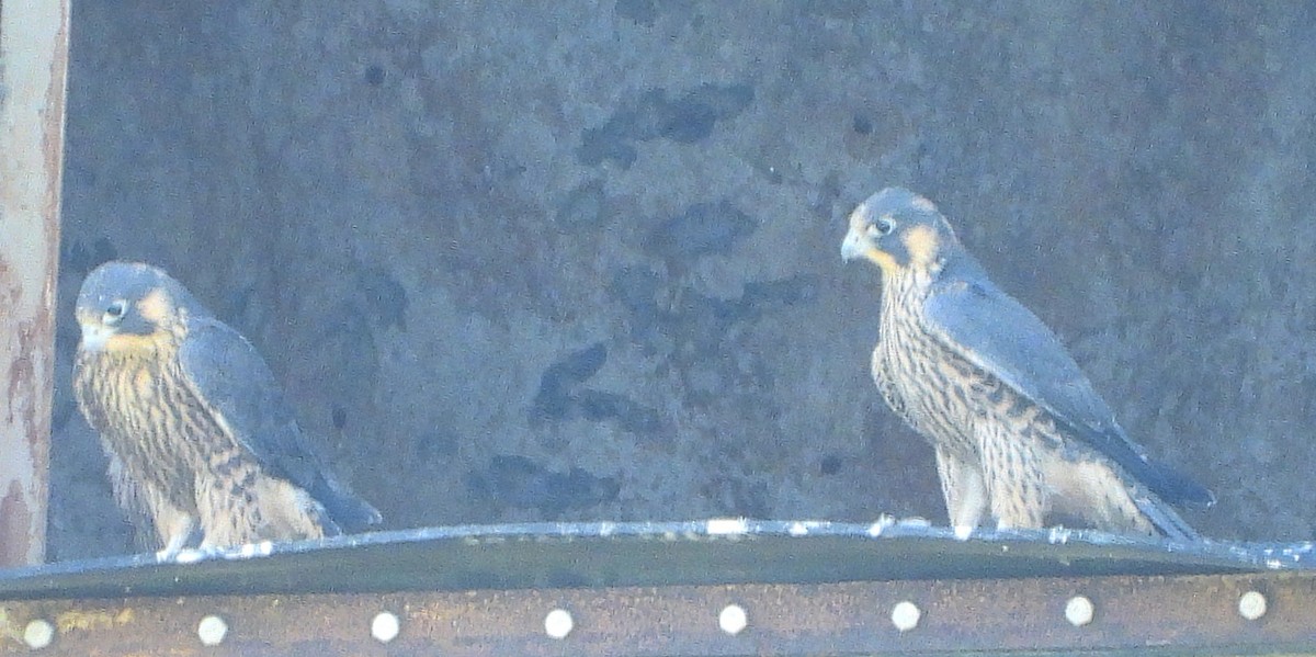 Peregrine Falcon - ML638068874