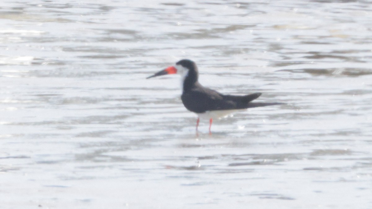 Black Skimmer - ML638068879
