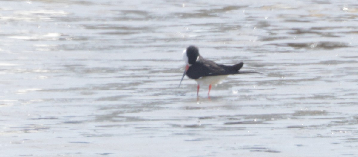 Black Skimmer - ML638068887