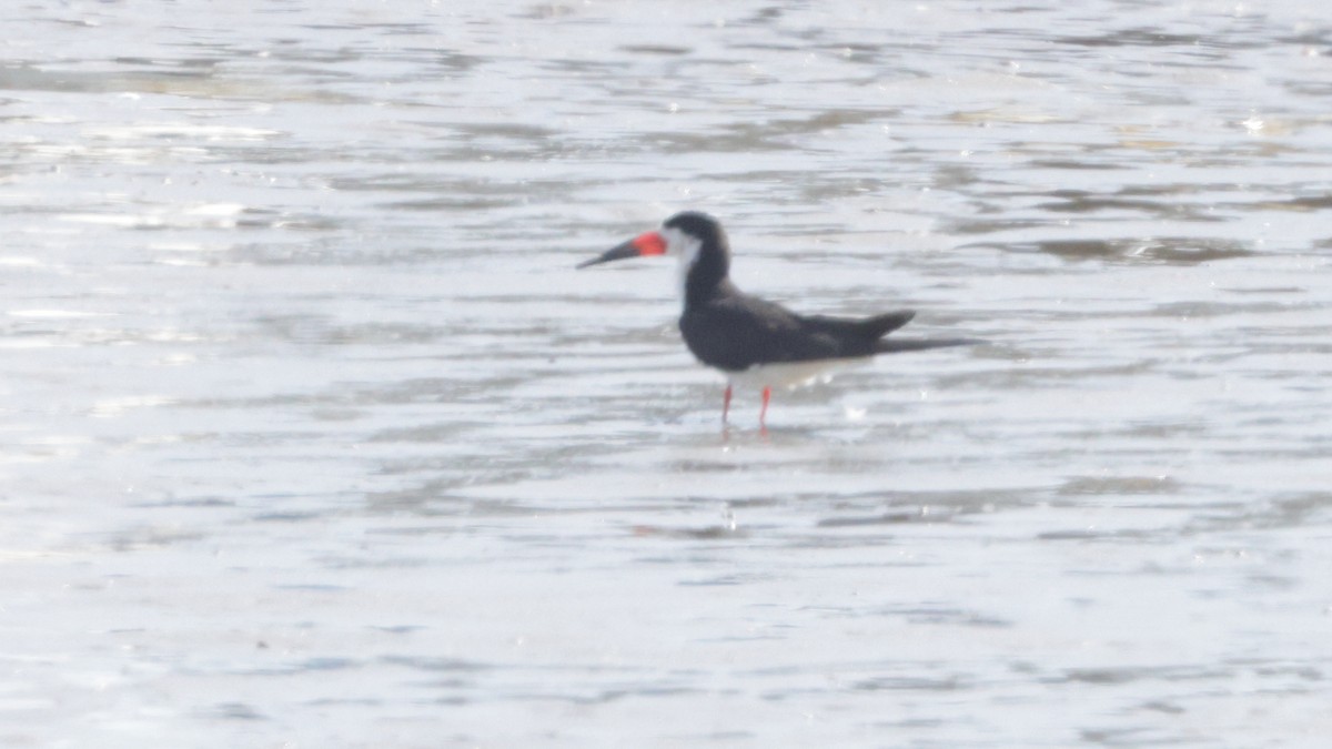 Black Skimmer - ML638068888