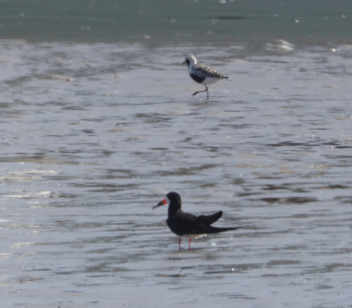 Black Skimmer - ML638068889
