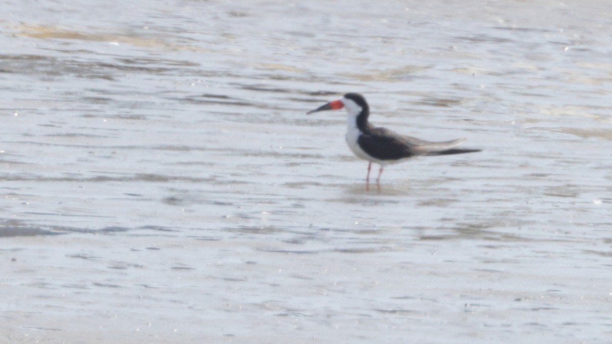 Black Skimmer - ML638068890