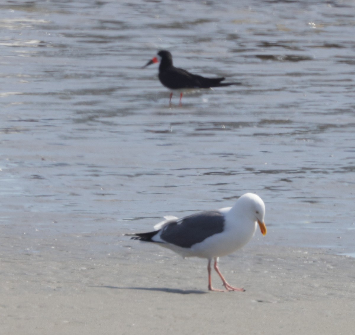 Black Skimmer - ML638068891