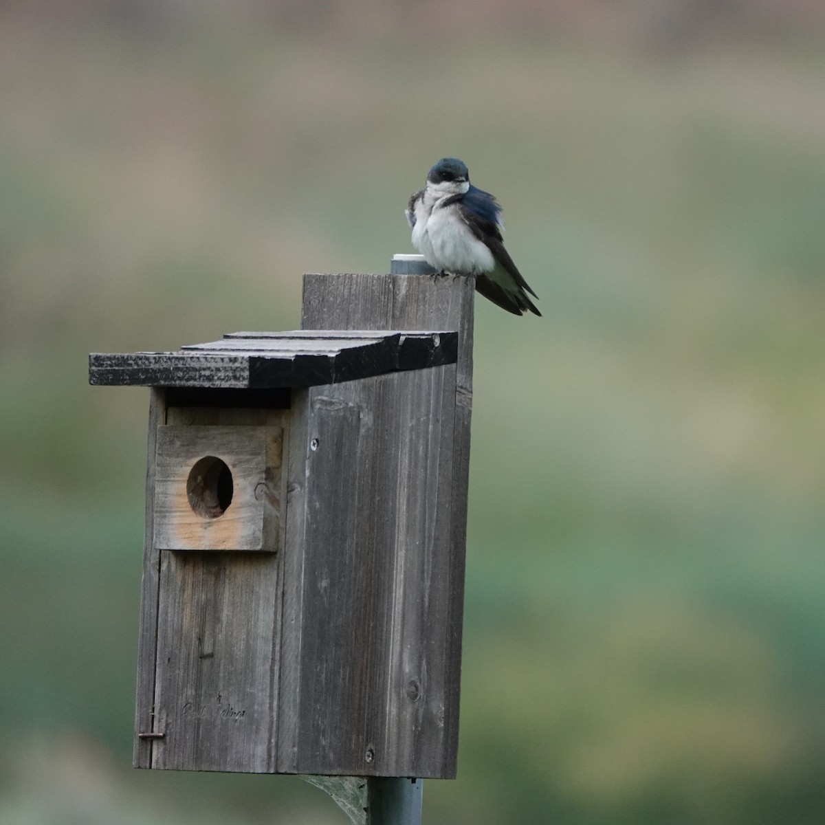 Tree Swallow - ML638068894