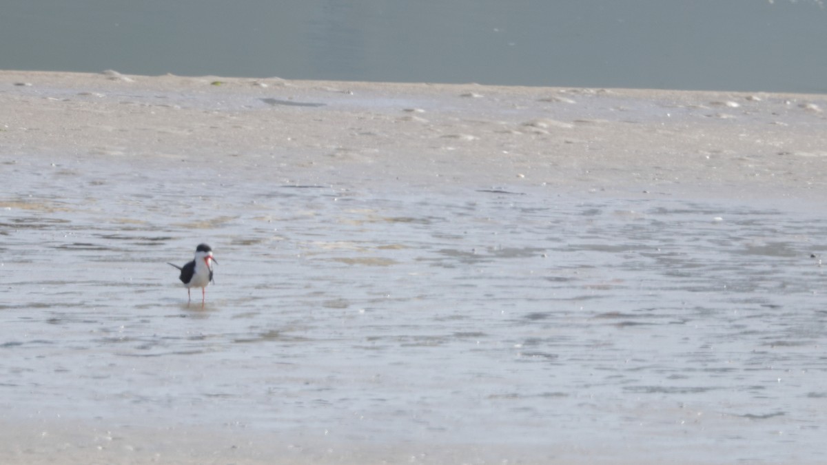 Black Skimmer - ML638068895