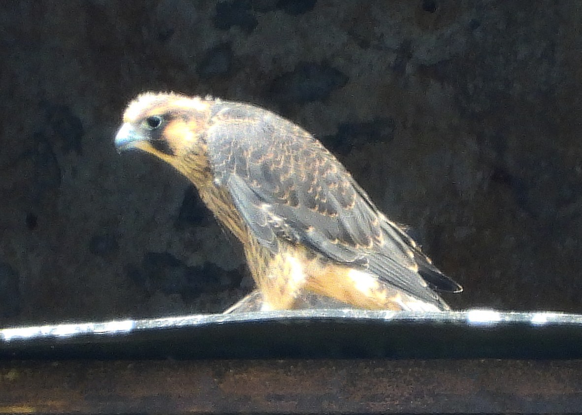 Peregrine Falcon - ML638068896