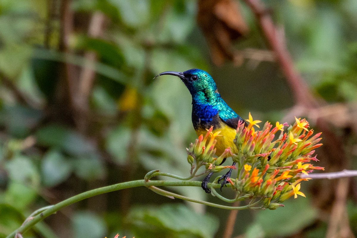 Variable Sunbird - ML638068897
