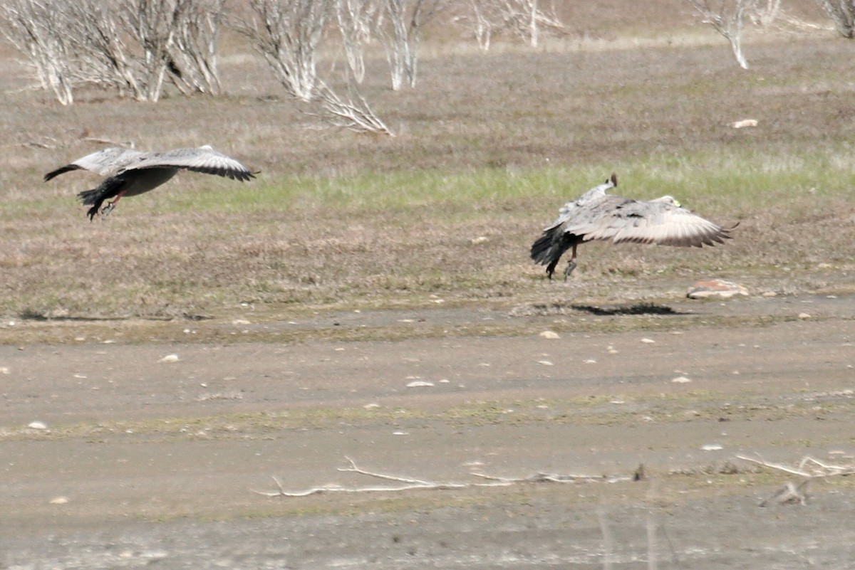 Cape Barren Goose - ML638068900