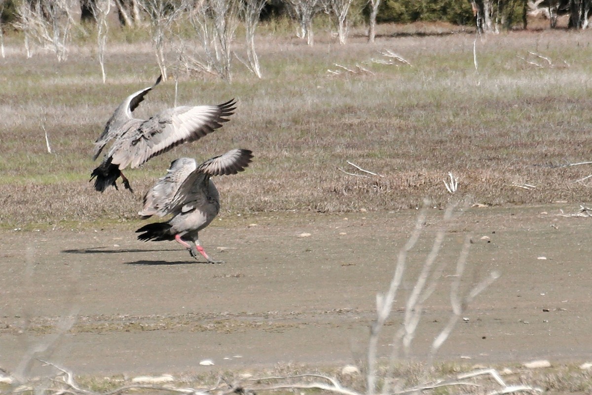 Cape Barren Goose - ML638068901